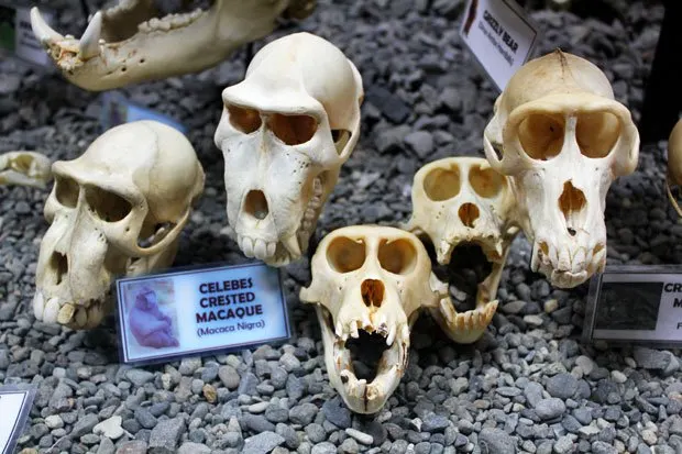 D' Bone Collector Museum, Davao City