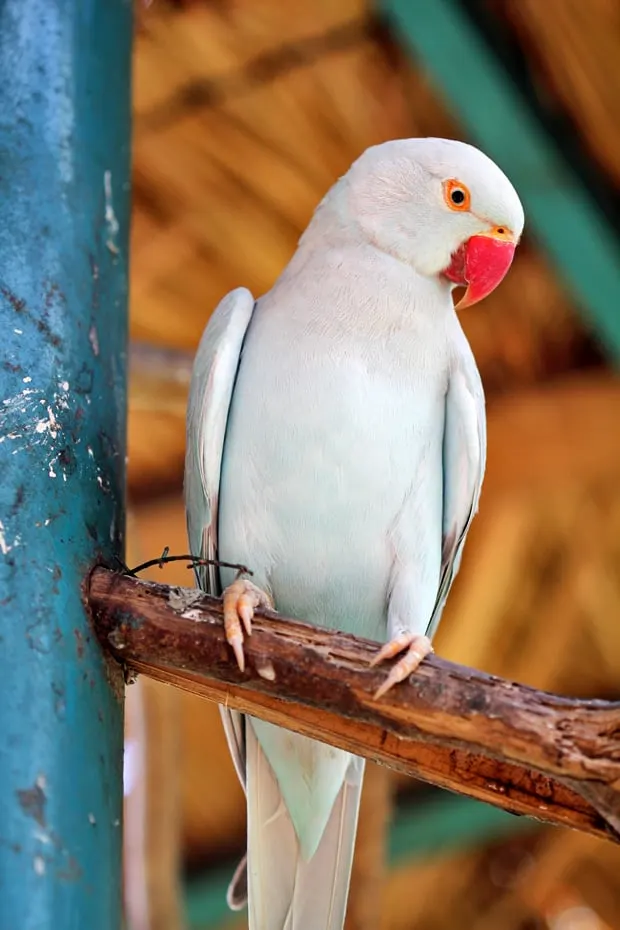 KL Bird Park, Kuala Lumpur, Malaysia