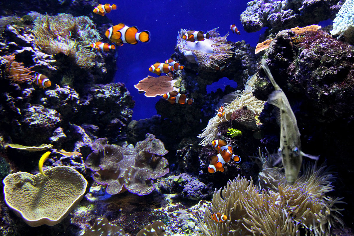 Find Nemo at S.E.A. Aquarium at Resorts World Sentosa in Singapore ...