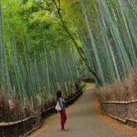 Arashiyama Bamboo Groves, Kyoto, Japan