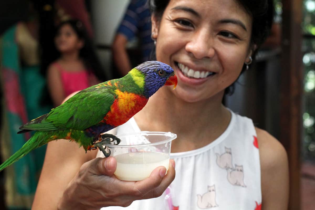 Go Birding At Jurong Bird Park In Singapore Will Fly For Food