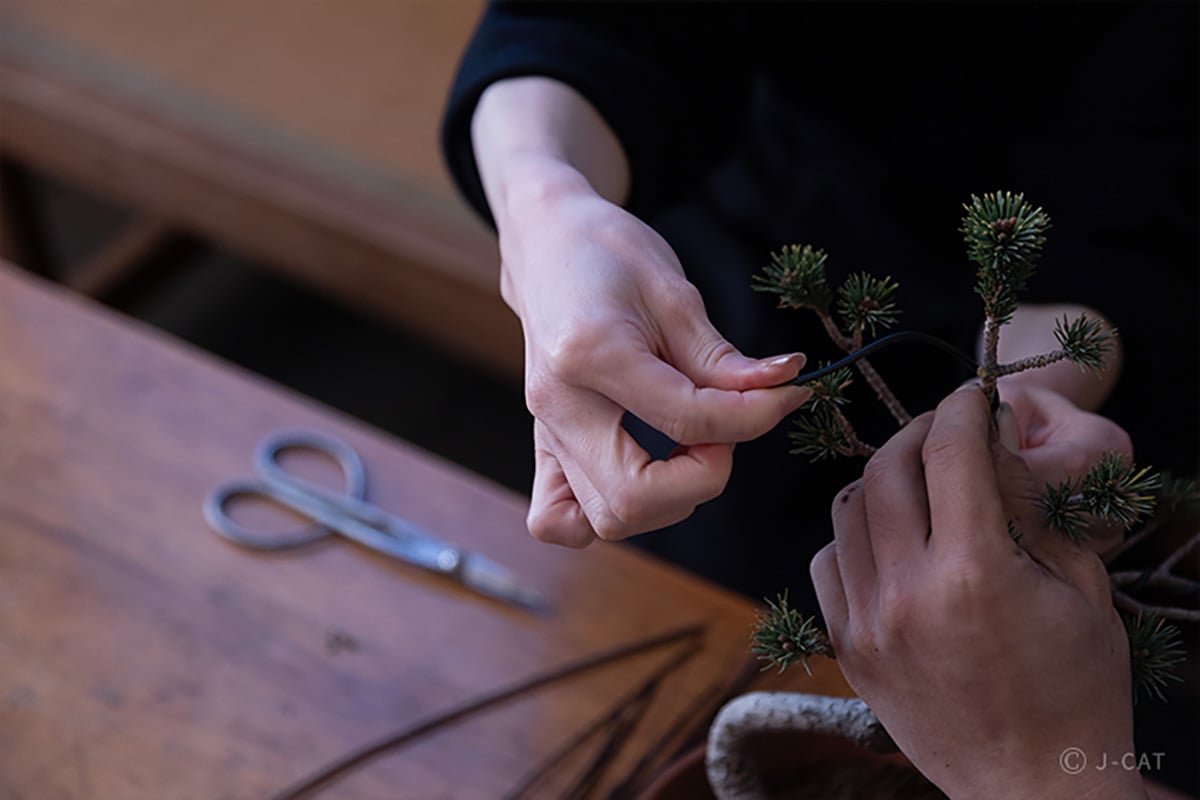 Working on a bonsai tree